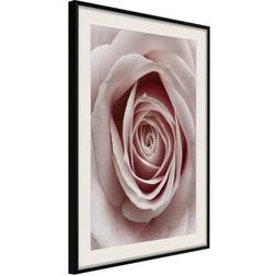 Arkiio Affisch Pastel Rose [Poster] 20x30 Poster